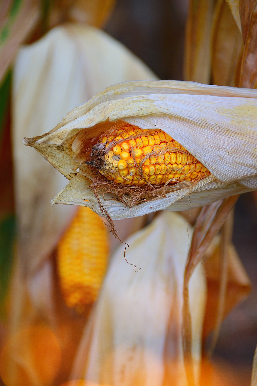 Image - food corn nature straw plant