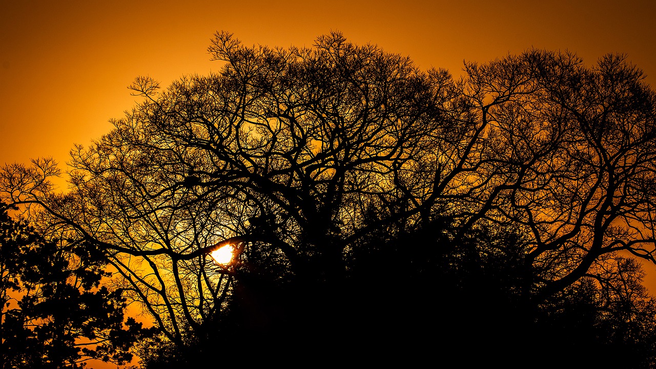 Image - tree fall dawn landscape nature