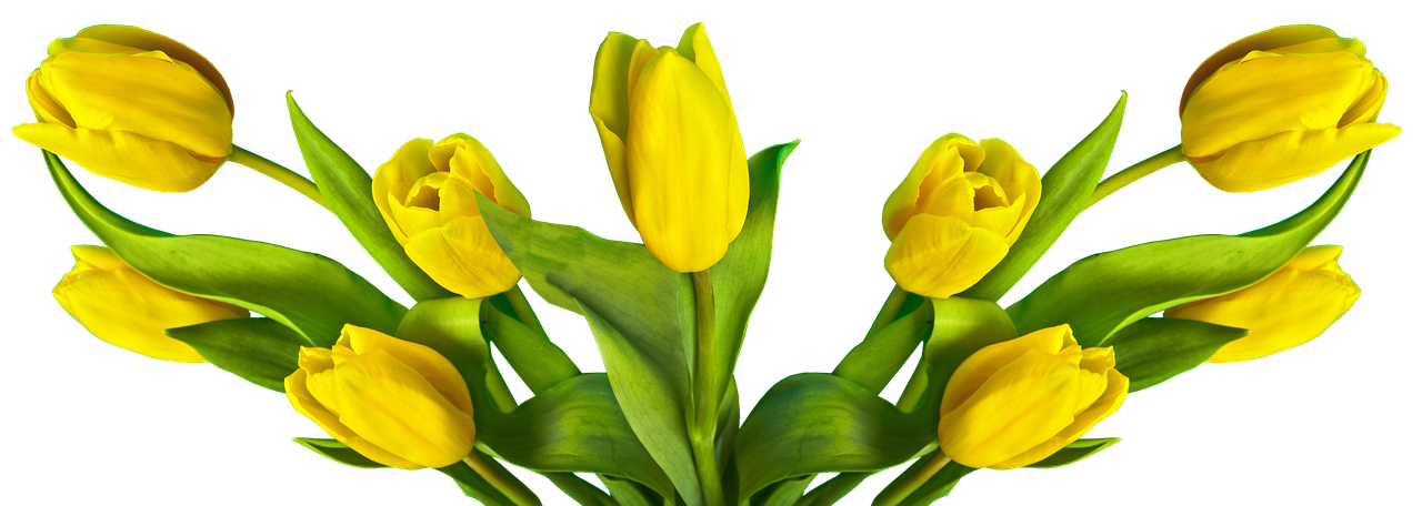 Image - tulip easter nature flower plant