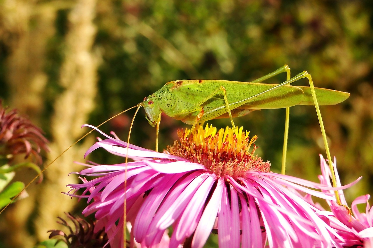 Image - nature insect flower plant garden