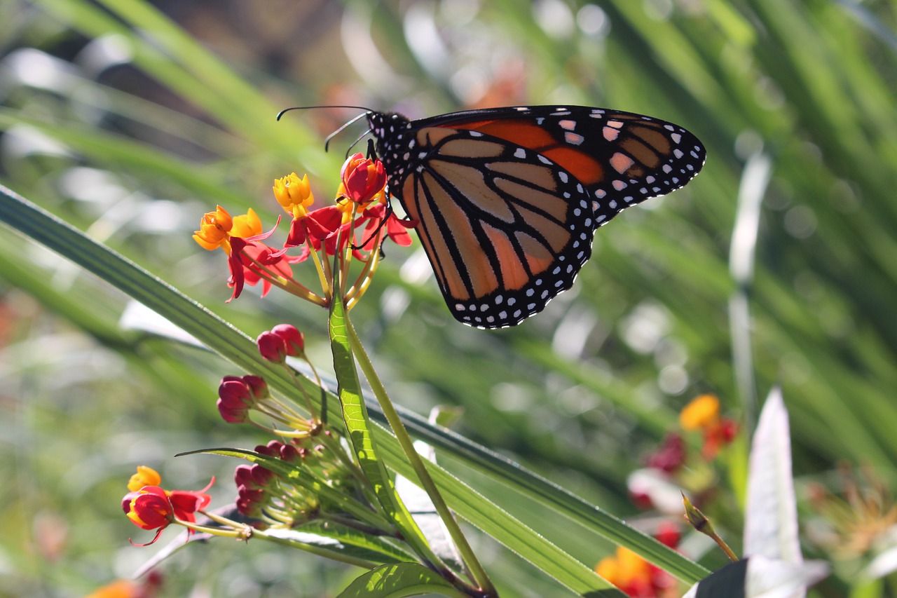 Image - nature butterfly day insect