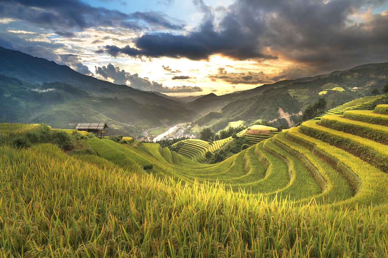 Image - vietnam rice rice field ha giang