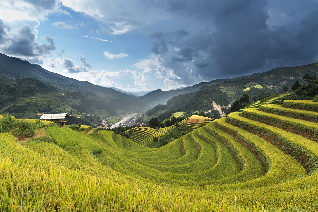 Image - vietnam rice rice field kathy