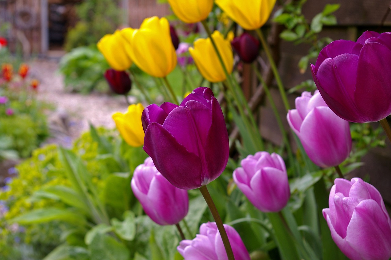 Image - nature flower plant garden tulip