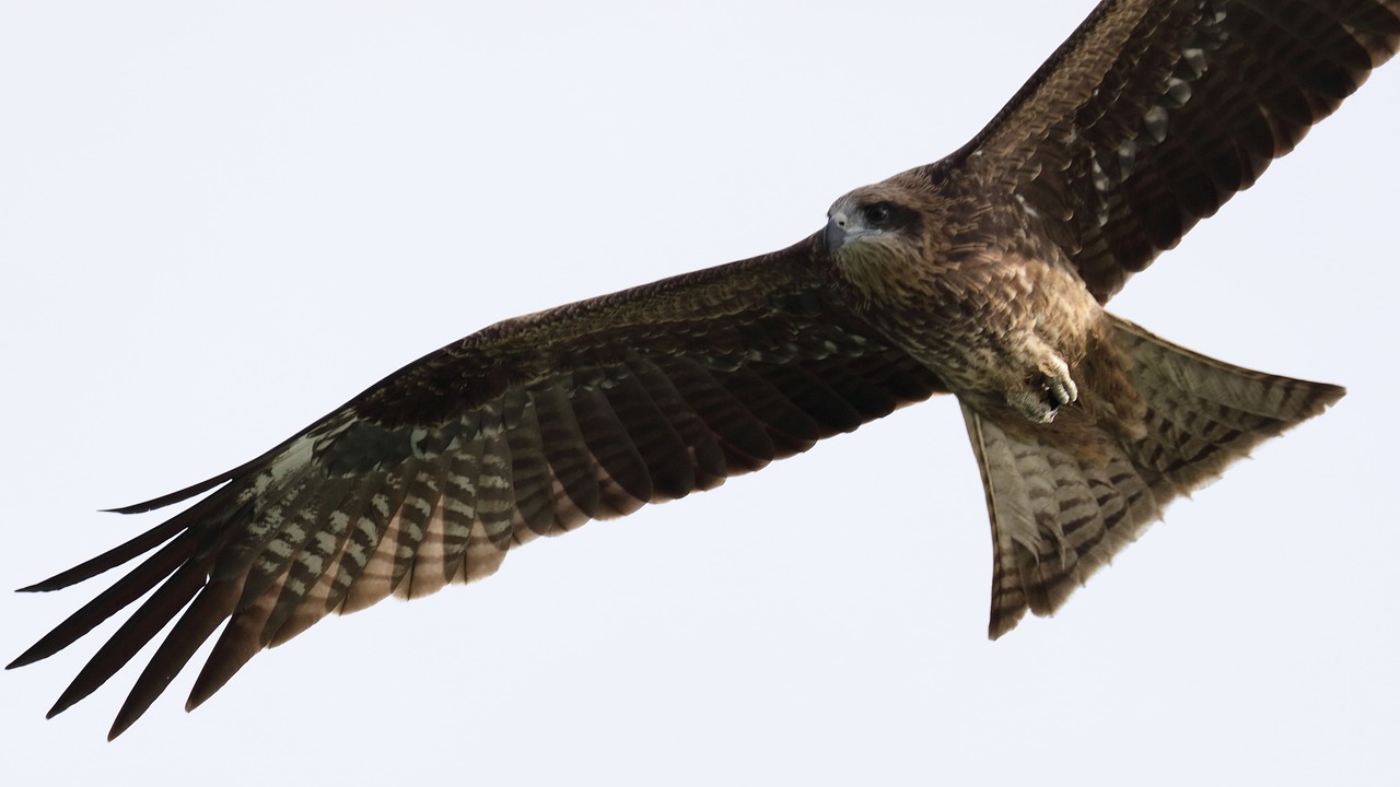 Image - bird raptor eagle wildlife hawk