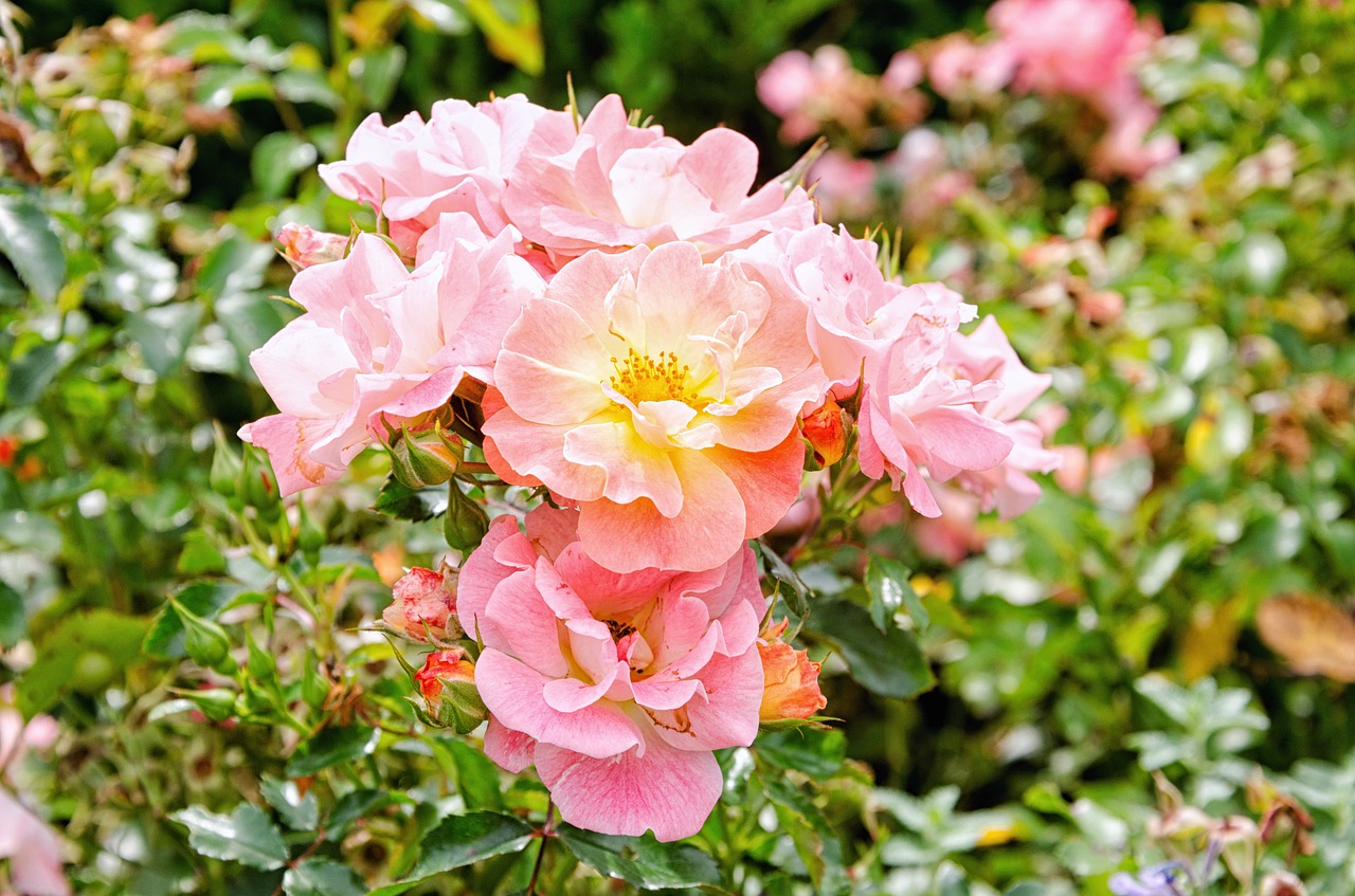 Image - flower plant garden nature leaf