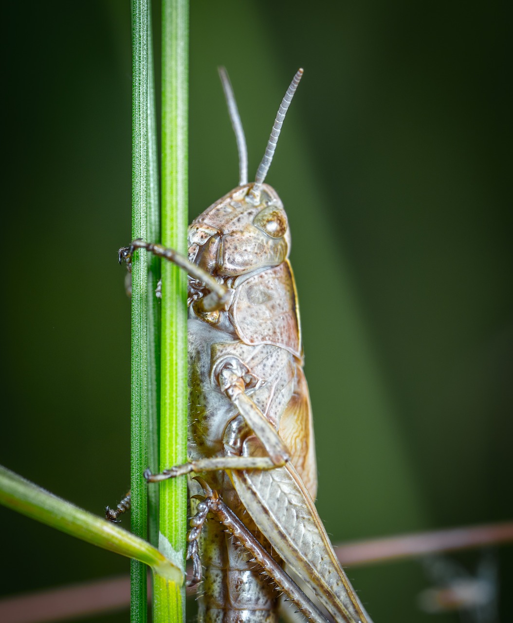 Image - insect grasshopper mustache animals