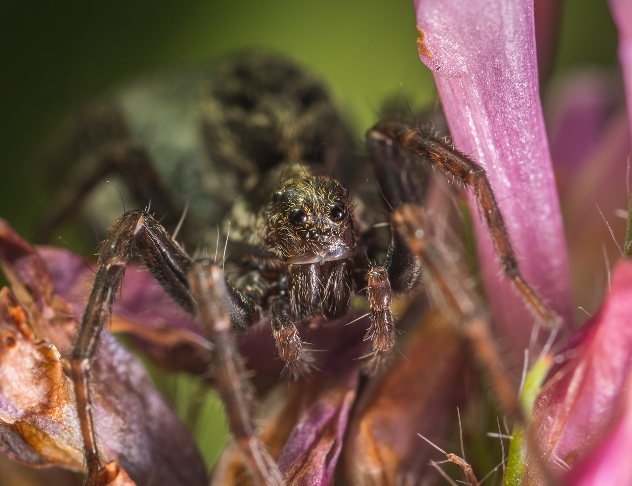 Image - spider a spider like insect insect