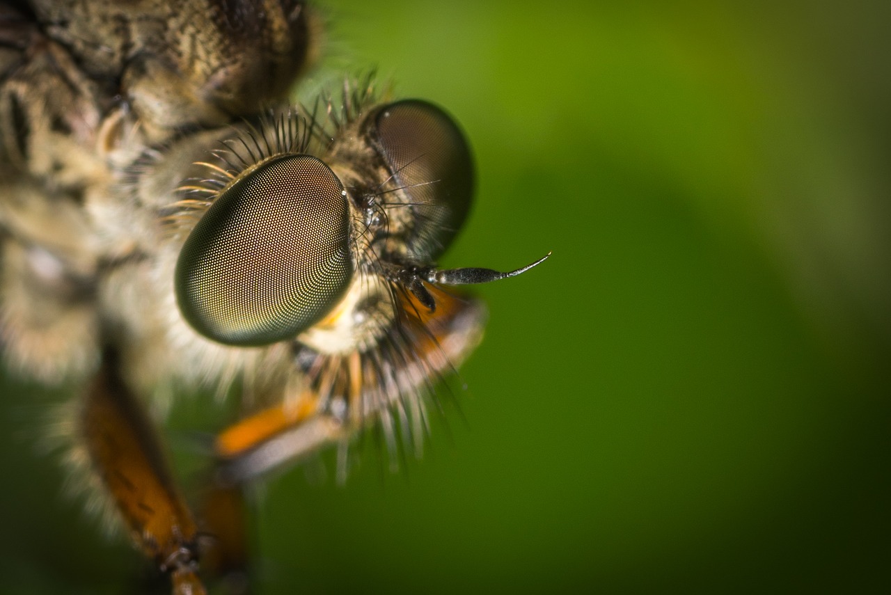 Image - insect animals nature living nature