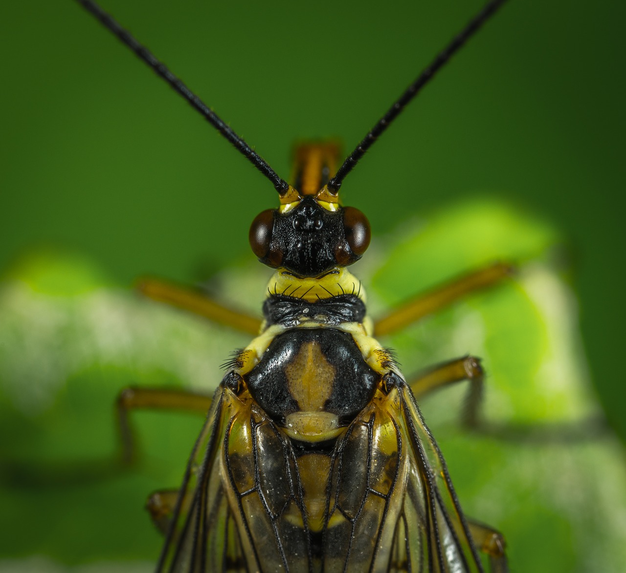 Image - insect bespozvonochnoe mustache