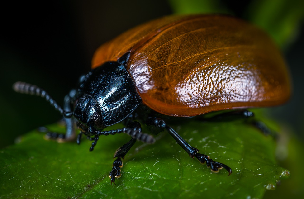 Image - bespozvonochnoe insect beetle