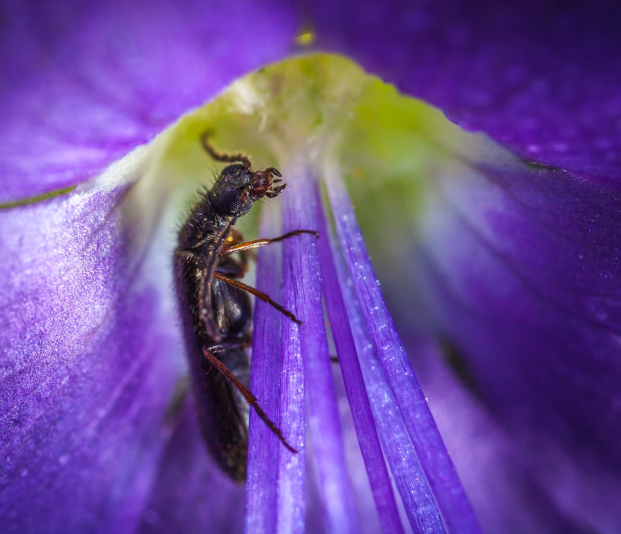 Image - insect nature flower plant summer
