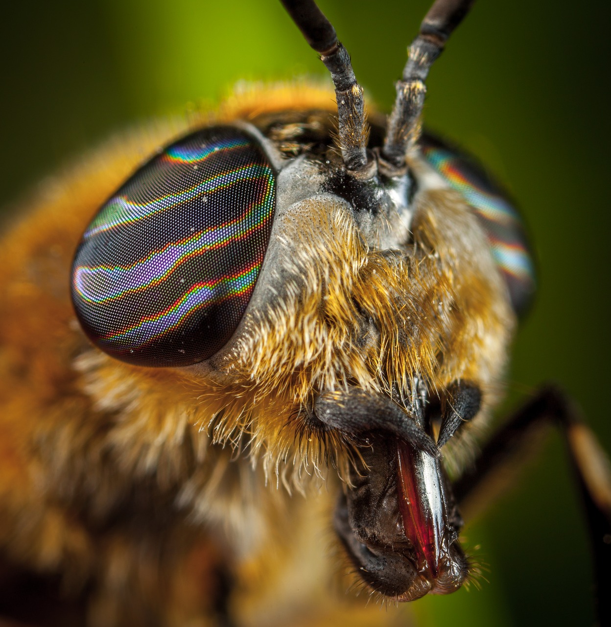 Image - insect living nature animals nature