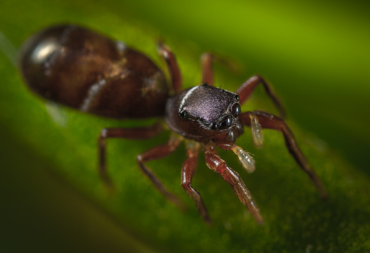 Image - spider bespozvonochnoe nature