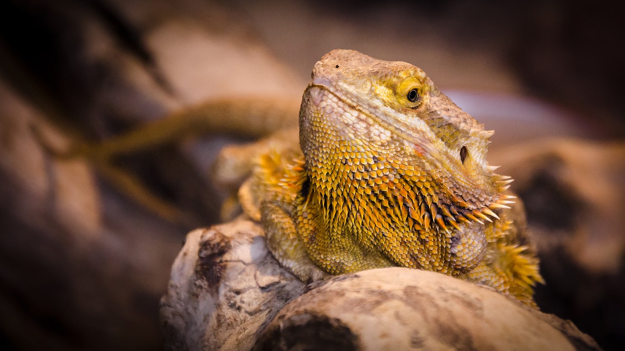 Image - nature animal world animal lizard
