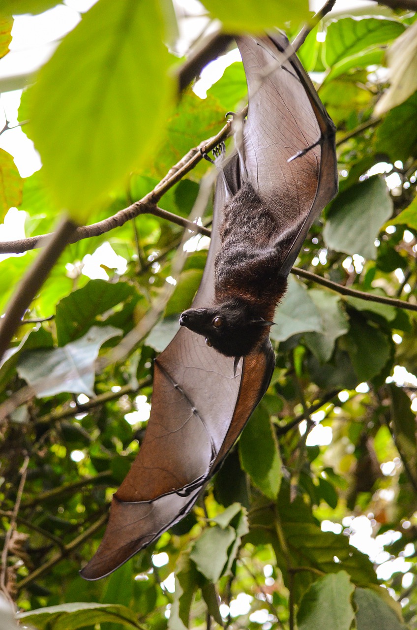 Image - tree nature animal world bat