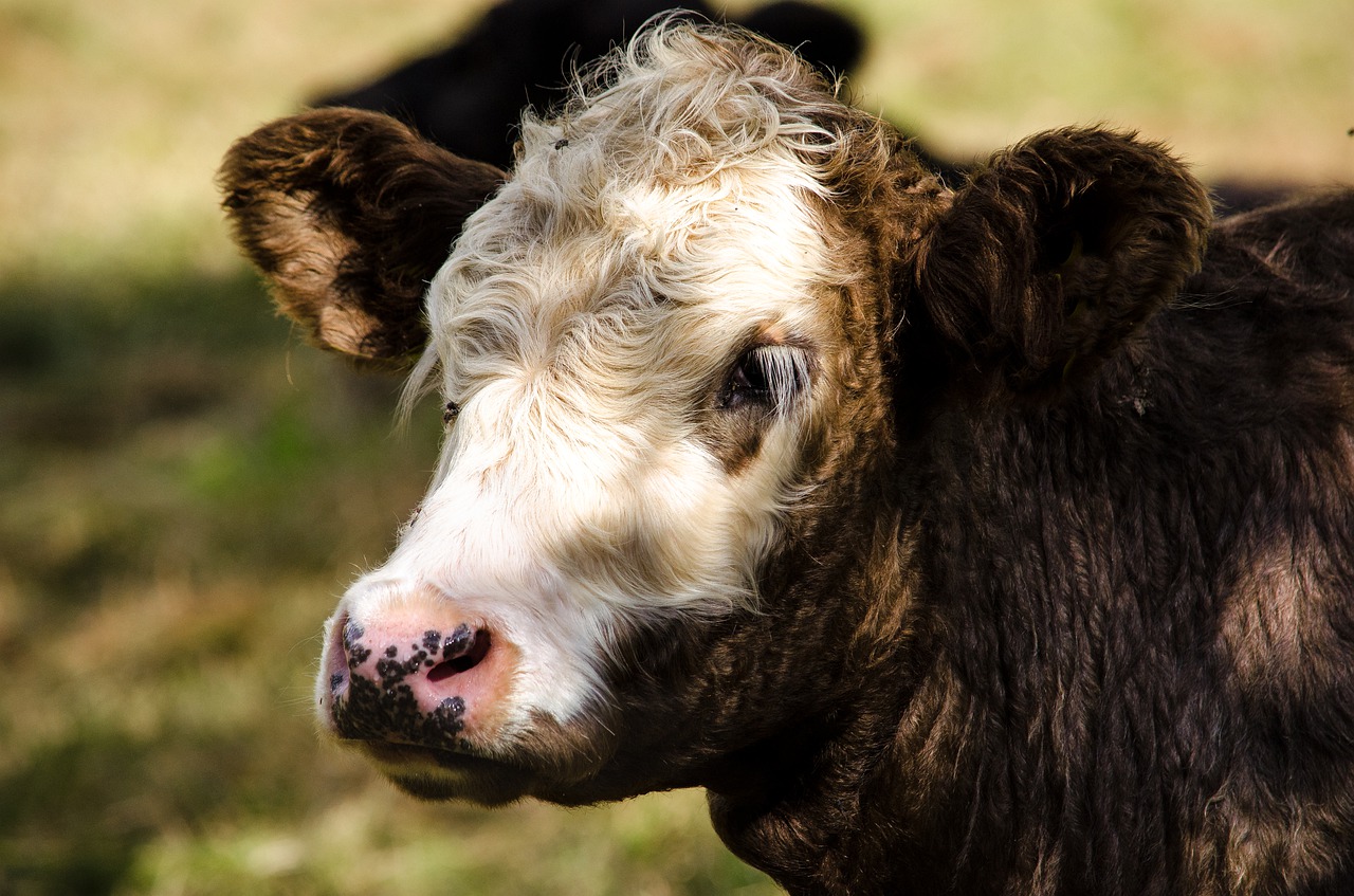 Image - mammal animal nature grass cow