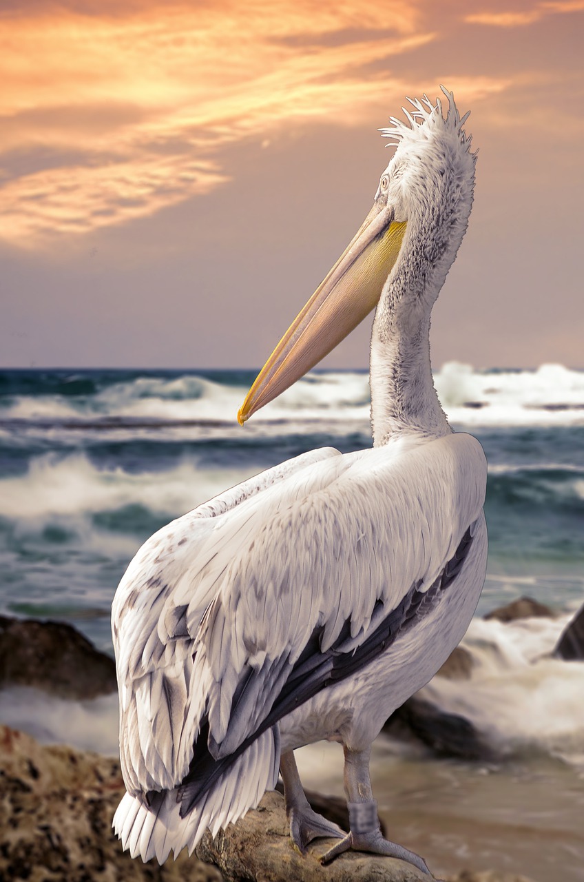 Image - bird feather nature animal world