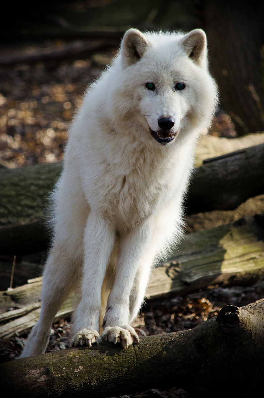 Image - mammal wolf nature dog