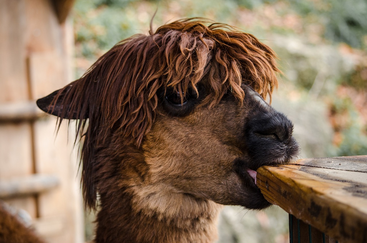 Image - animal nature cute portrait mammal