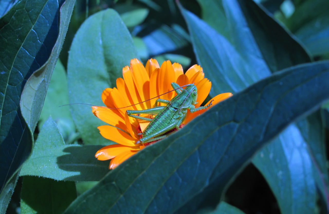 Image - nature leaf flower plant garden