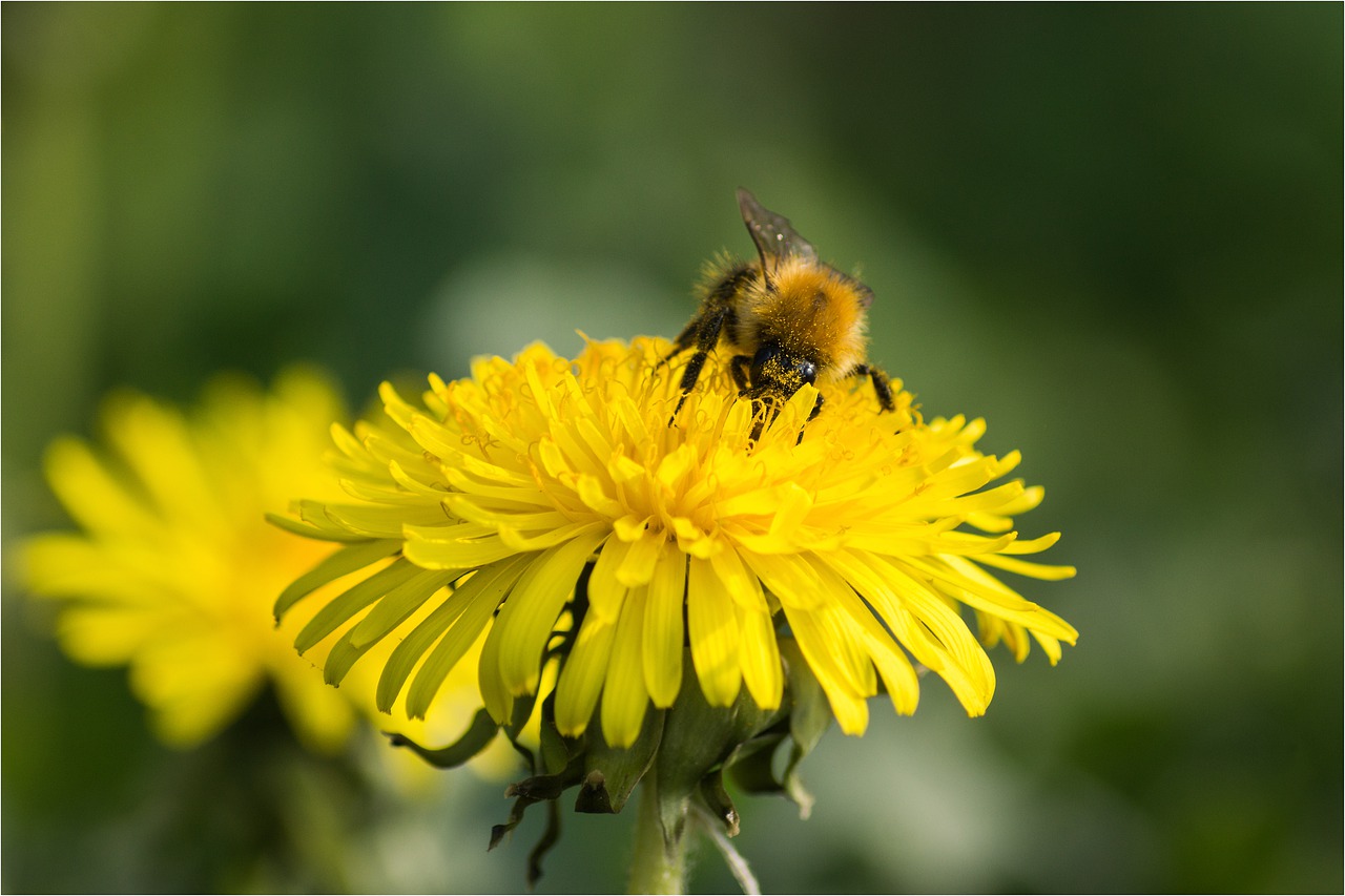 Image - nature apiformes insect flower