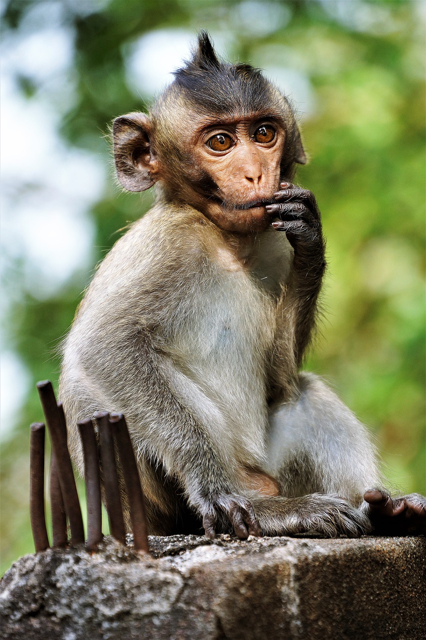 Image - young monkey primate ape wildlife