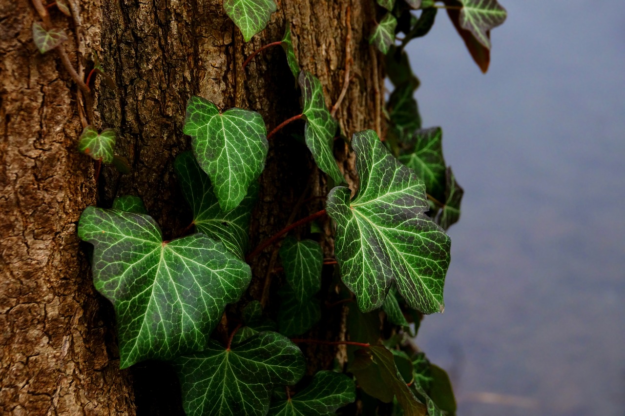 Image - leaf tree ivy plant nature winter