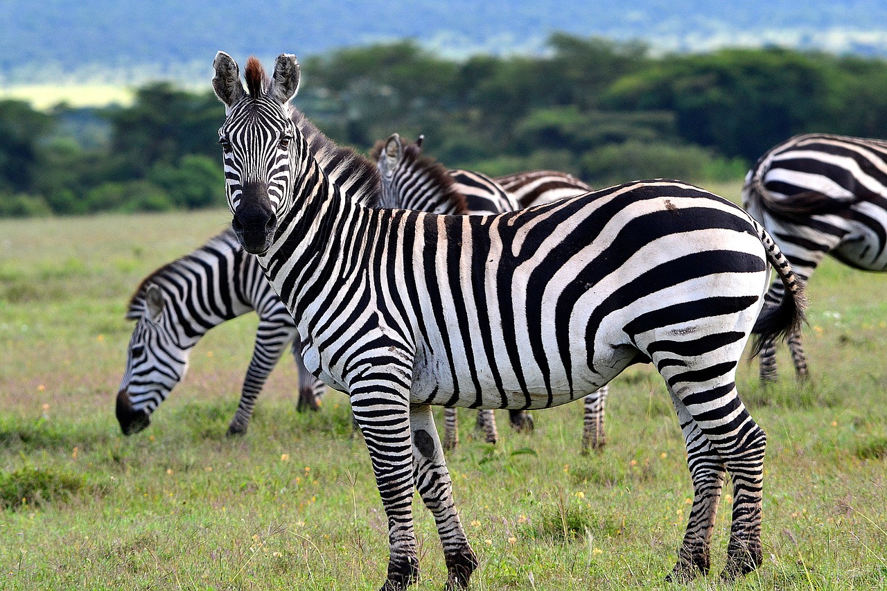 Image - animal africa savanna nature