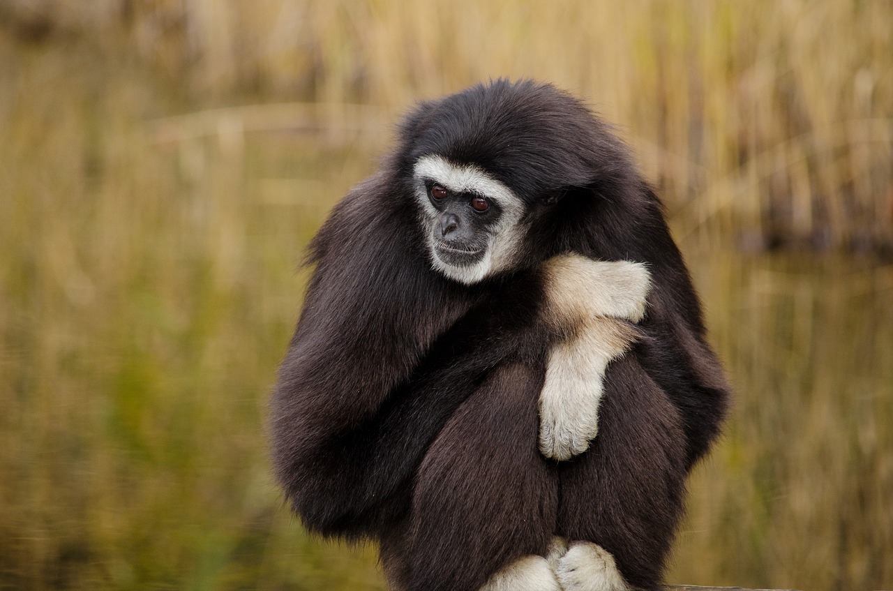 Image - mammal animal world monkey primate