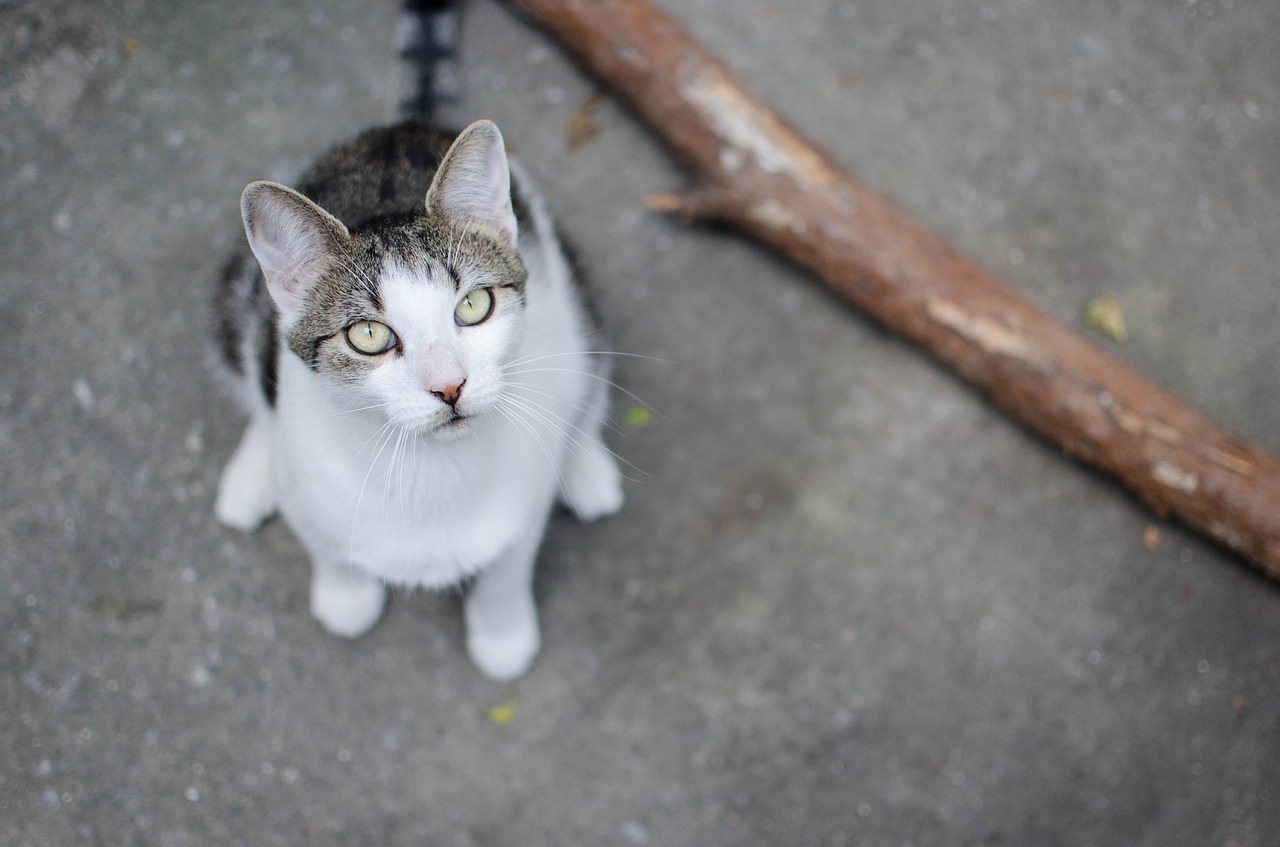 Image - cat domestic cat animal looking cat