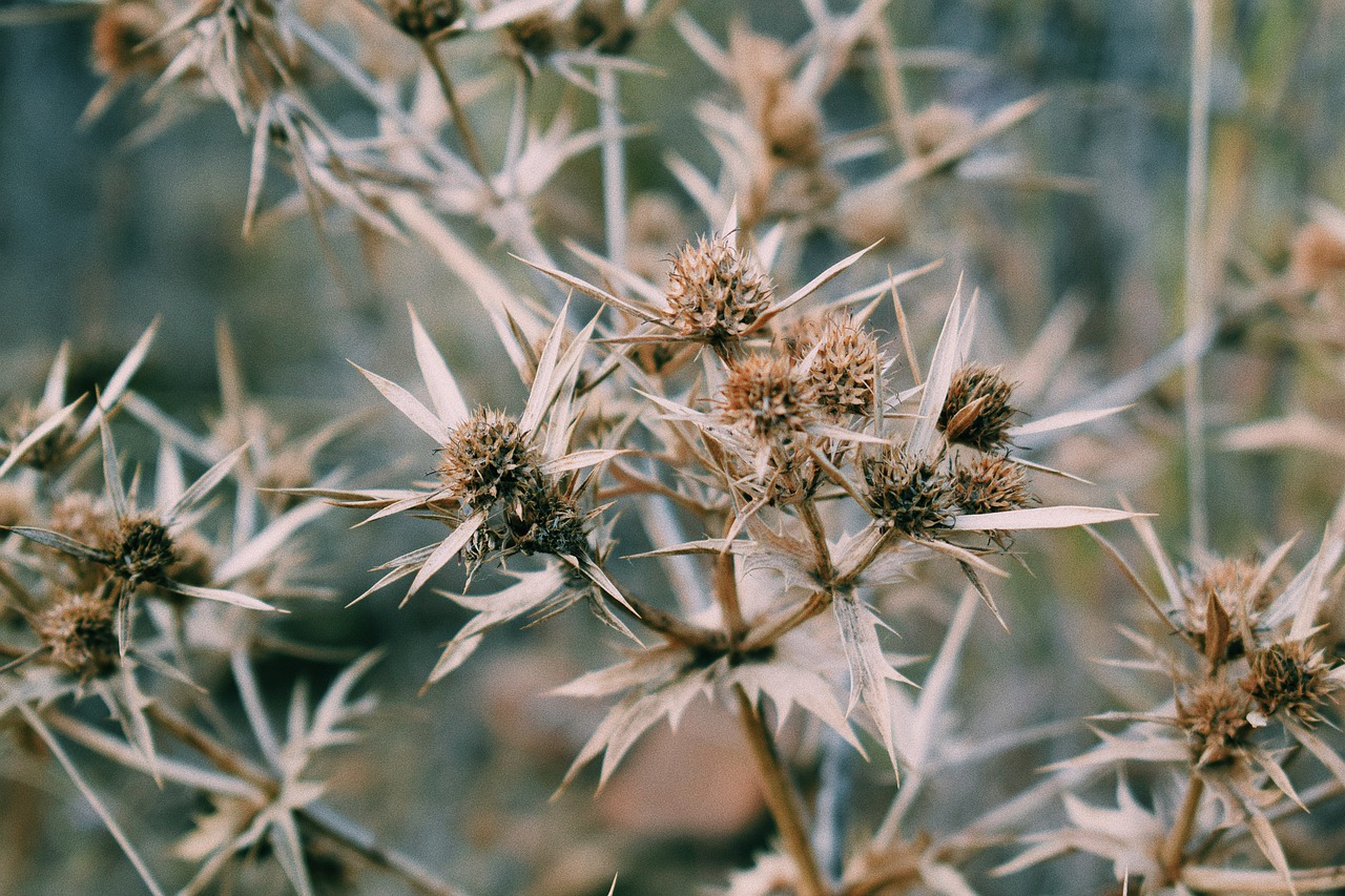 Image - nature plant scratchy green greens