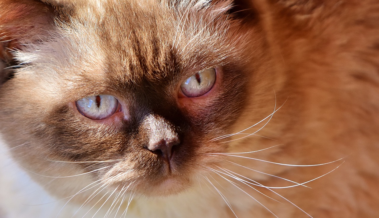 Image - british shorthair cat cute portrait