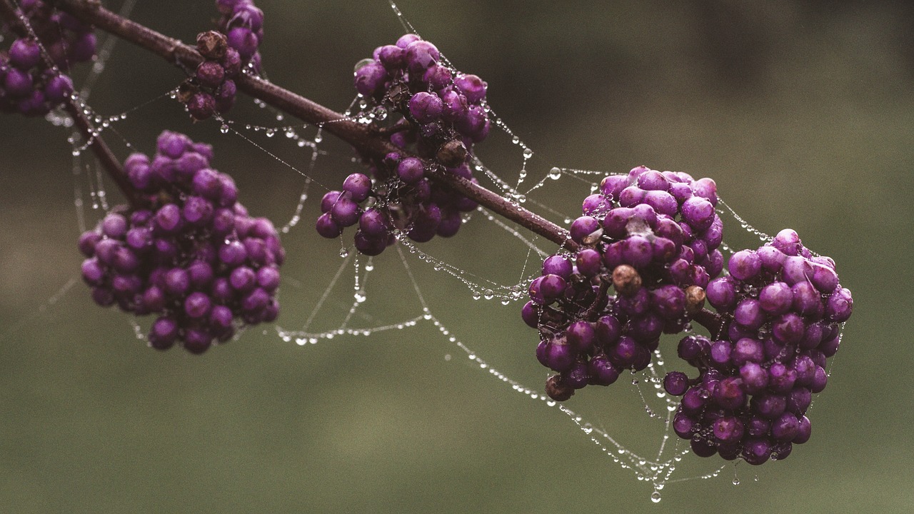 Image - nature plant flower tree branch