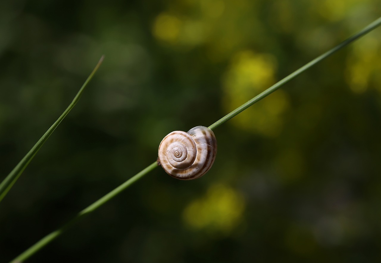 Image - nature snail garden plant field