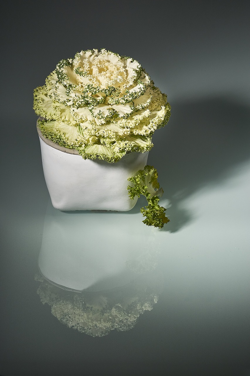 Image - nature plant background bud leaf