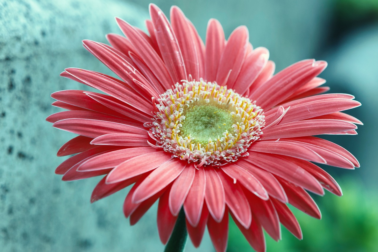 Image - flower nature petal summer color