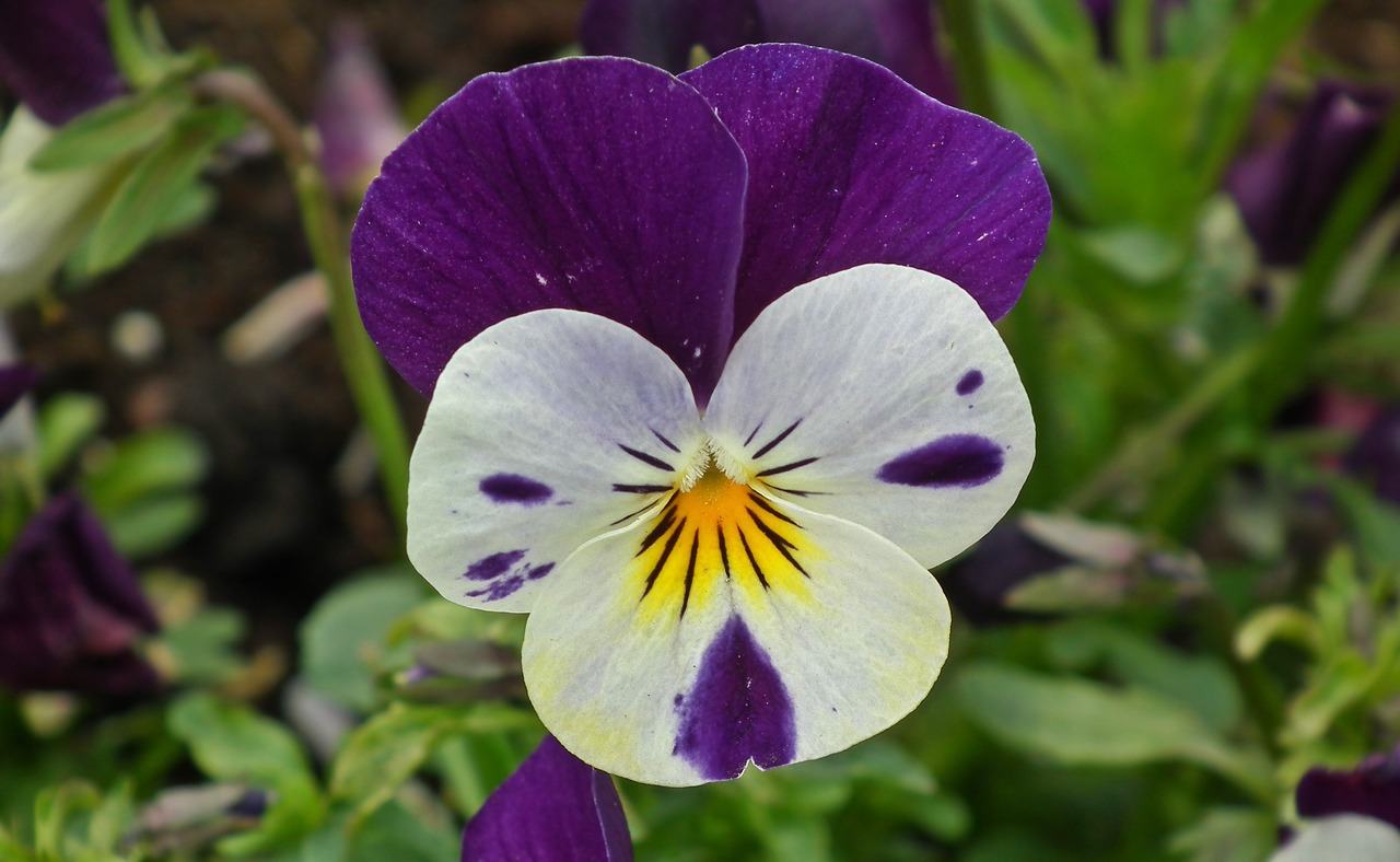 Image - flower pansy plant nature leaf