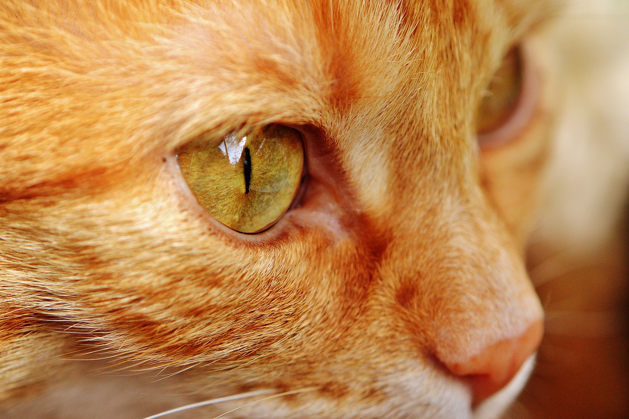 Image - cat red cute mackerel tiger sweet