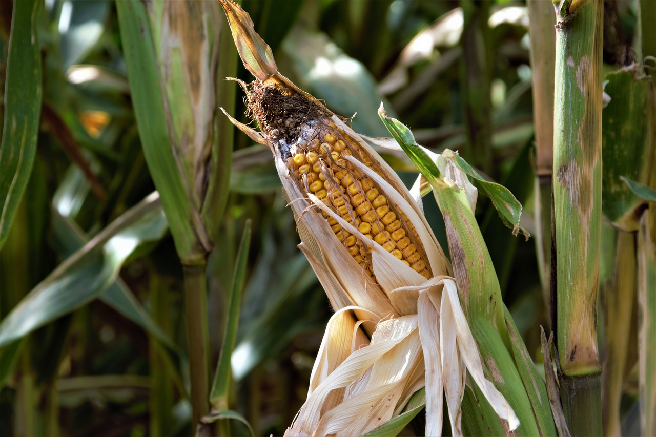 Image - food nature flora agriculture farm