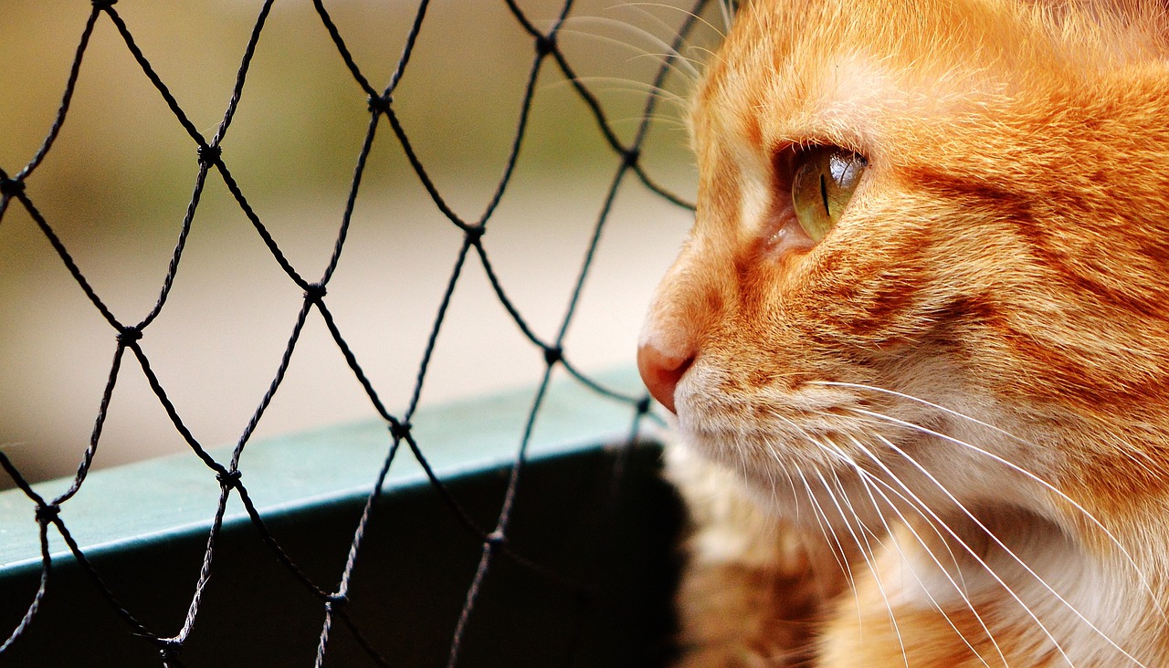 Image - cat red cute mackerel tiger sweet