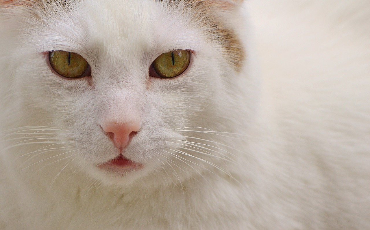 Image - cat domestic cat white pet animal