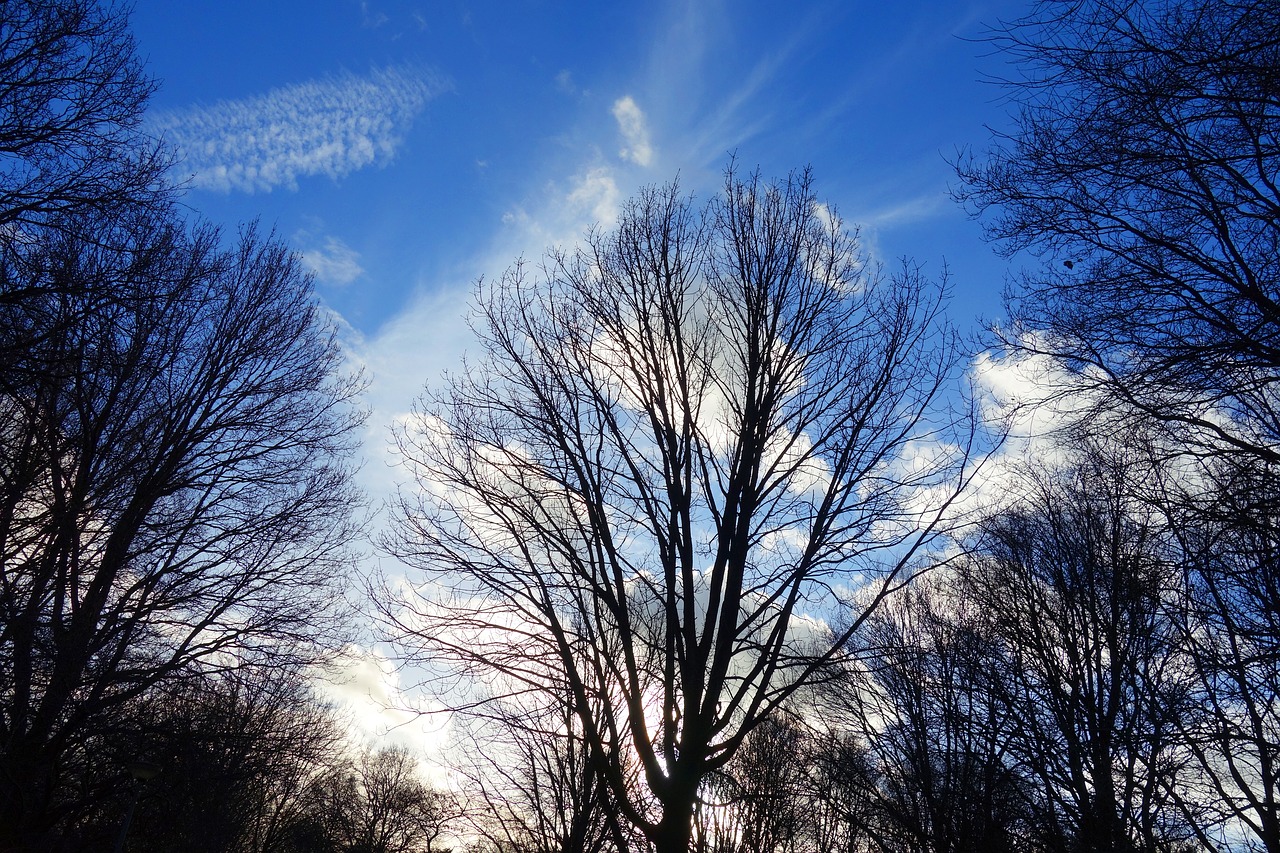 Image - tree bare tree tree top branch