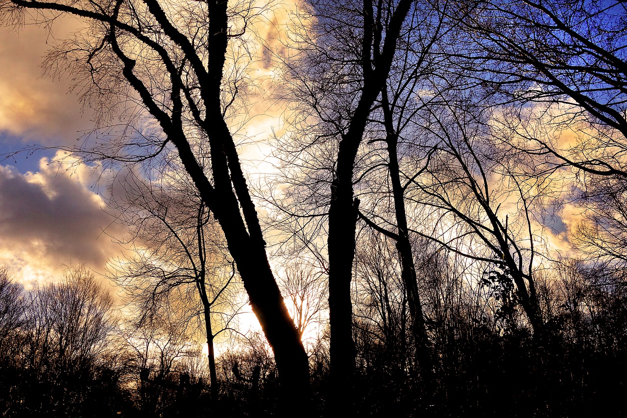 Image - tree bare tree branch leafless
