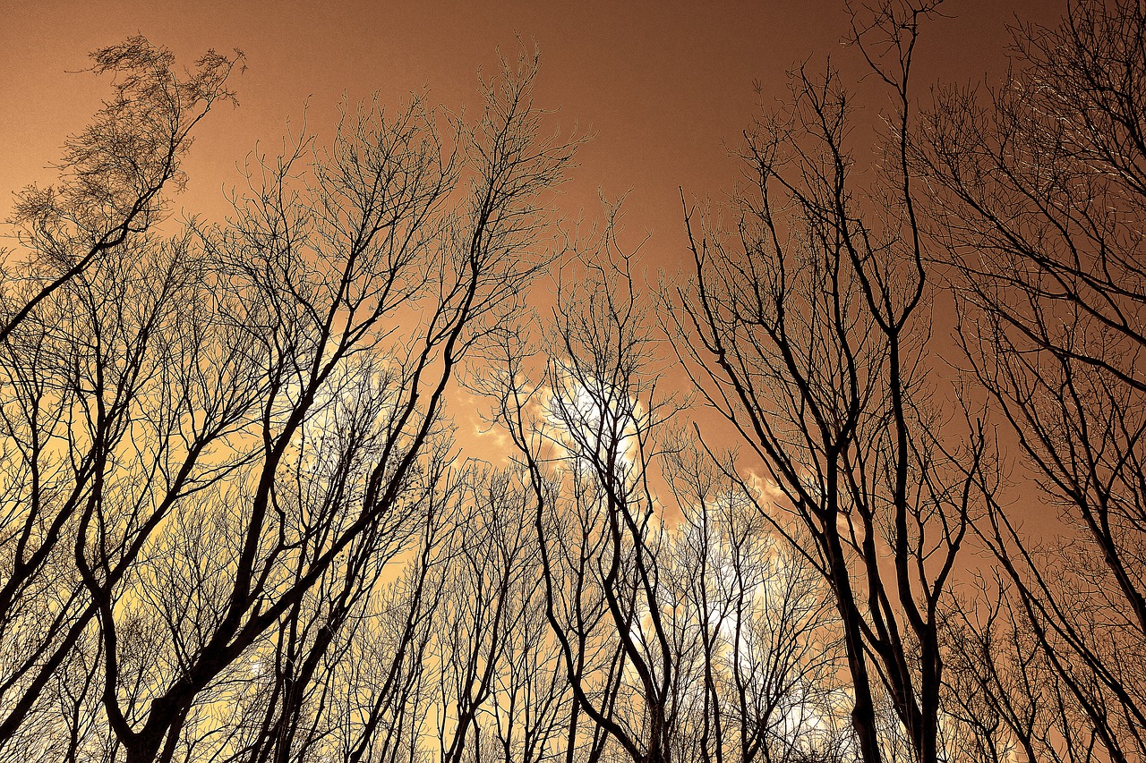 Image - tree tree top branch bare trees