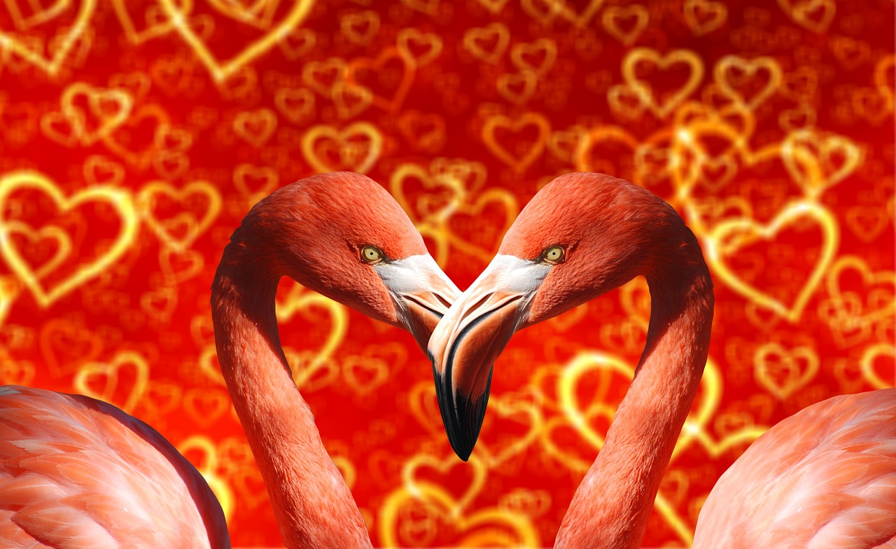 Image - heart flamingo bill love many