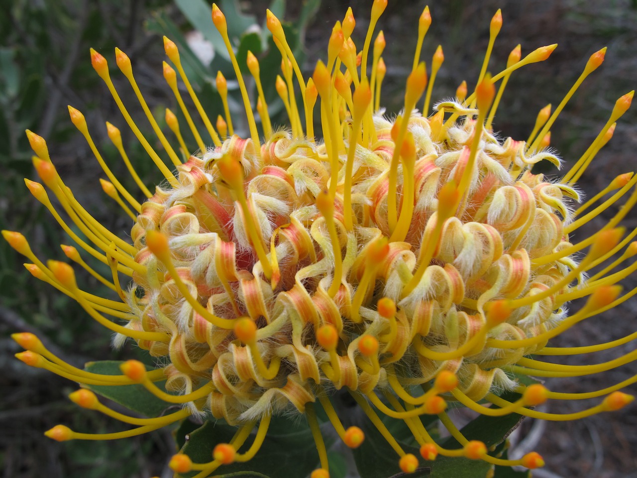 Image - nature tropical flora exotic color