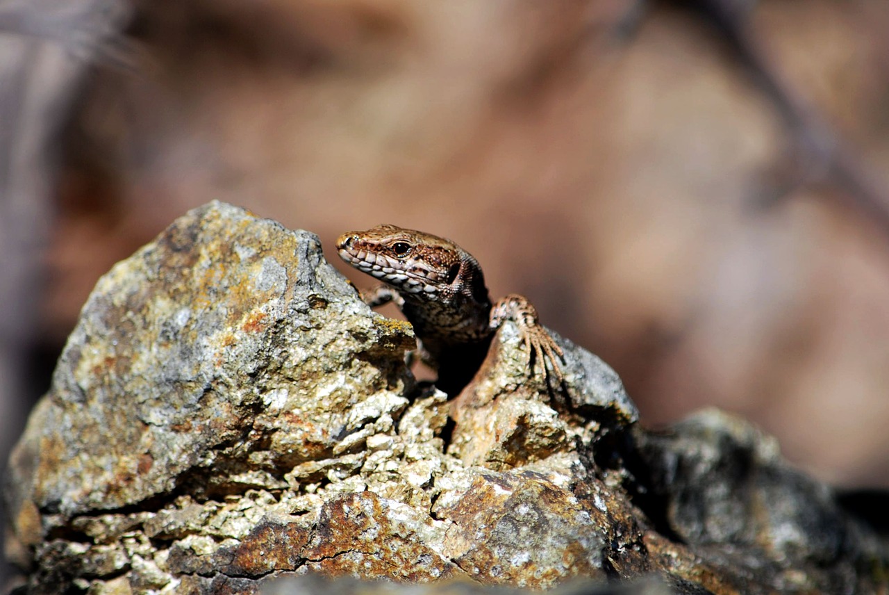 Image - nature reptile wildlife animal