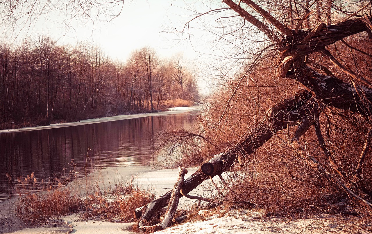 Image - nature winter tree at the court of