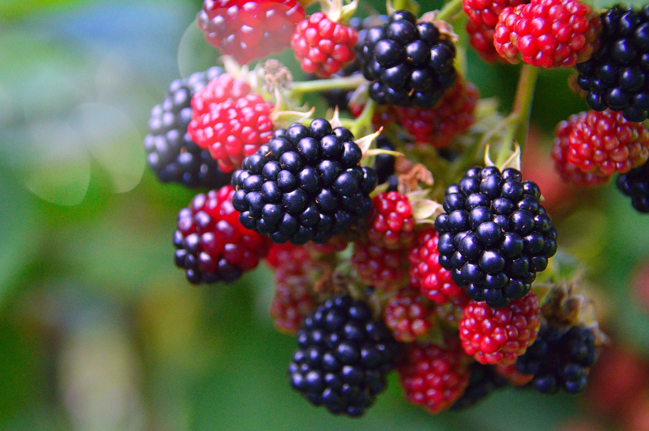Image - fruit nature nobody food berry